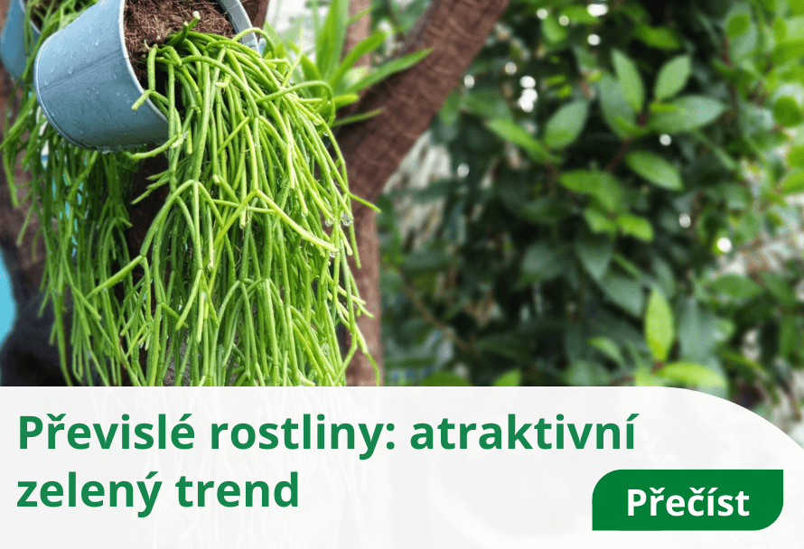 Previsle Rostliny