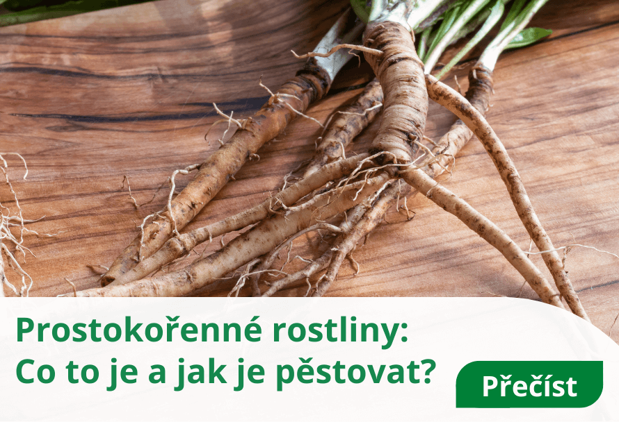 Prostokořenné rostliny: Co to je a jak je pěstovat? - Horteka