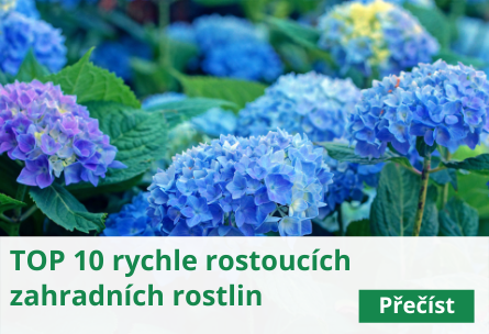 Rychle Rostouci Pnouci Trvalky