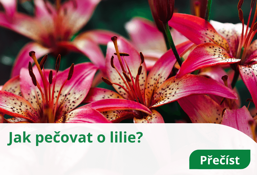 Cim Hnojit Lilie