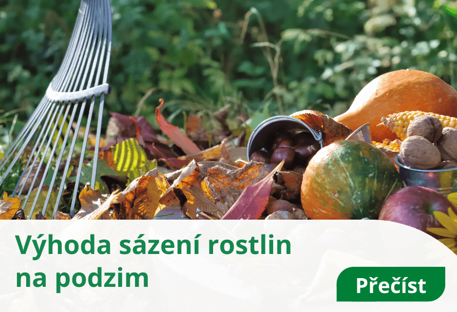 Výhoda sázení rostlin na podzim - Horteka