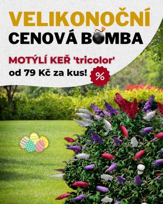 🪻Komule Tricolor za historicky nejnižší cenu! Tento týden jsme to rozjeli tříbarevně a to doslova! 🪴Komule Tricolor je...